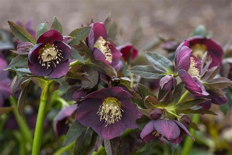 hellebron|hellebore care and maintenance.